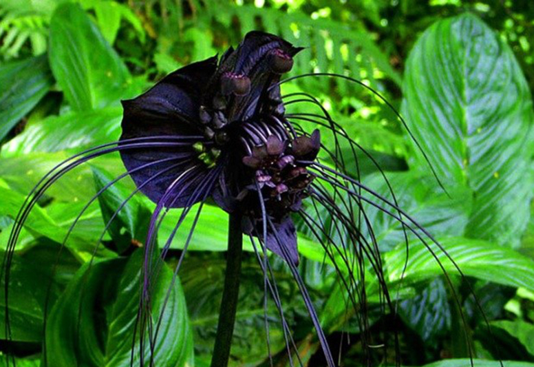 开云-关于蒻的信息-开云